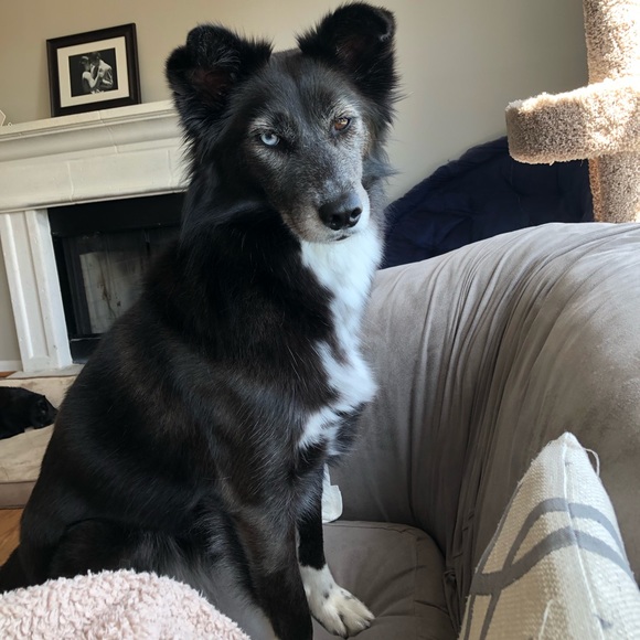 Meet your Posher, Abbey - Picture 2 of 3